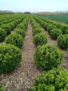 廊架施工、園林養護綠化、承接綠化工程綠化養護庭院設計