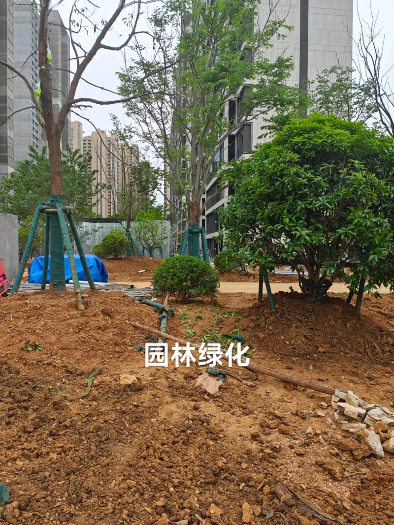 光谷中央公園體育場地設(shè)施工程建設(shè)提速，綠色生態(tài)與全民健身協(xié)同發(fā)展